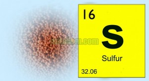 Fungsi sulfur