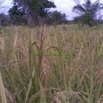 Insektisida Pengendali Hama Wereng Coklat