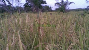 insektisida pembasmi wereng coklat