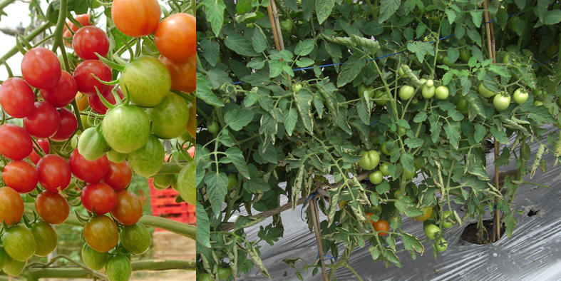 Gambar Tanaman dan Buah  Tomat mitalom