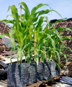 Cara Menanam Jagung Dalam Polybag