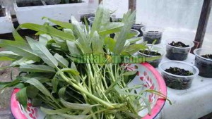 Cara Menanam Kangkung Hidroponik