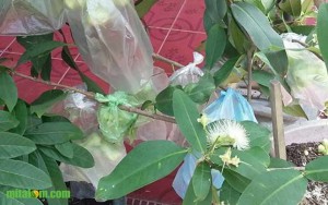 Tips Mengendalikan Lalat Buah