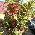 Cara Menanam Tabulampot