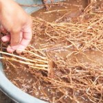Cara Membuat PGPR (Plant Growth Promoting Rhizobakter)