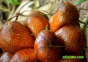 Khasiat dan Manfaat Buah Salak