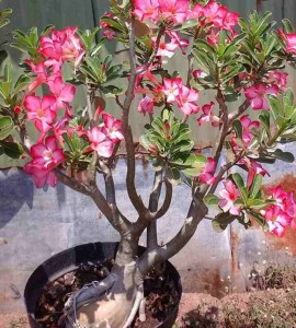 Cara Menanam Adenium