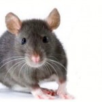 Cara Alami Mengusir Tikus Dan Serangga Rumah Tangga