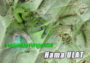 Insektisida Pengendali Hama Ulat