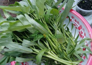 Kandungan Gizi dan Manfaat Sayur Kangkung