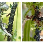 Symbiosis Semut dan Kutu Daun, Menguntungkan Atau Merugikan?