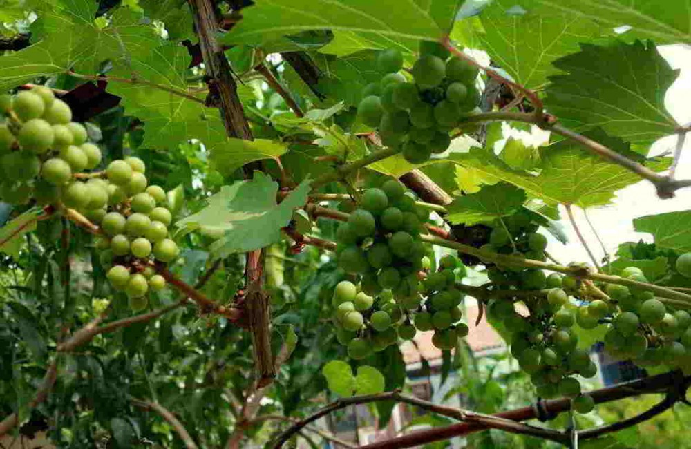 Gambar Tanaman Anggur mitalom