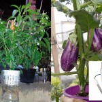 Tabel PPM dan pH Nutrisi Sayuran Buah, Tanaman Umbi dan Tanaman Buah