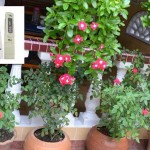 Tabel PPM dan pH Tanaman Bunga dan Tanaman Herbal