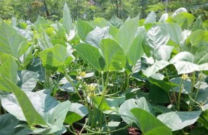 Cara Budidaya Kacang Hijau