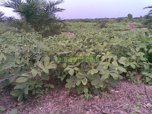 Cara Menanam Kacang Tanah