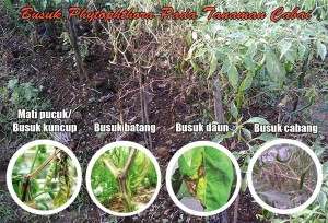 Gejala Busuk Phytophthora Pada Cabe