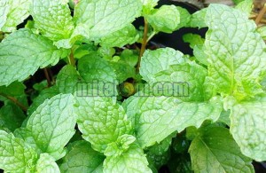 khasiat daun mint