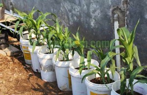 cara menanam jagung dalam pot