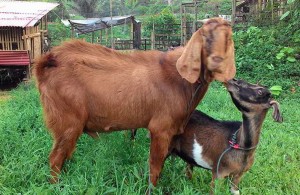 Membuat POC urin kambing, sapi dan kelinci