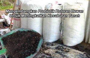 Cara Fermentasi Pupuk Kandang