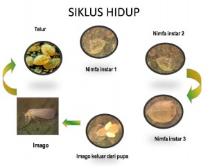 siklus hidup kutu kebul