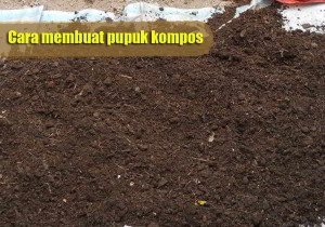 cara membuat pupuk kompos