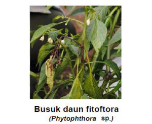 jenis fungisida untuk busuk phytophthora pada cabai