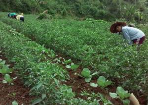 budidaya cabai tanpa mulsa