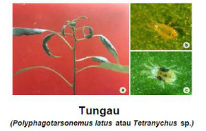 insektisida untuk hama tungau