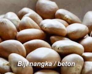 Cara Pengolahan Biji Nangka