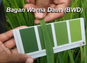 Cara Menggunakan Bagan Warna Daun (BWD)