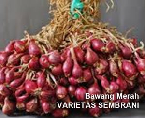 Varietas BAWANG MERAH Unggul Ampibi