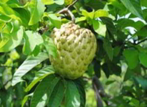 Gambar buah srikaya jumbo 2