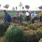 Cara Menanam BAWANG DAUN dan Cara Pemeliharaannya Yang Baik dan Benar