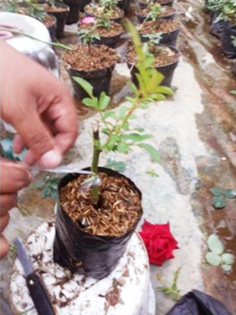 tanaman bunga mawar dapat dibudidayakan dengan cara perkembangbiakan vegetatif buatan yaitu