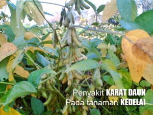 Cara Alami Mengendalikan KARAT DAUN