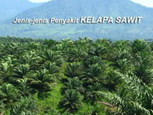 Pengendalian Penyakit KELAPA SAWIT