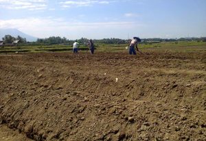 Persiapan Lahan Untuk Menanam BAWANG DAUN