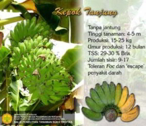 Varietas Pisang Tahan Layu Fusarium