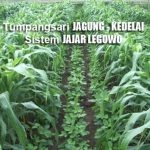 Cara Tumpangsari JAGUNG dan KEDELAI Sistem Jajar Legowo