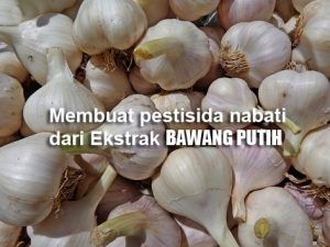 Membuat INSEKTISIDA dan FUNGISIDA Organik dari BAWANG PUTIH