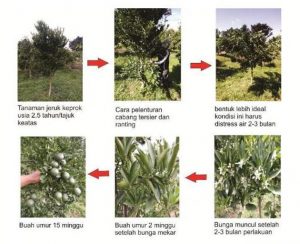 Cara Supaya JERUK KEPROK Cepat Berbuah Lebat