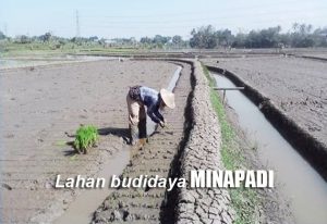 Cara Membuat Lahan Budidaya Padi dan Ikan (MINAPADI)