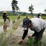 Panduan Lengkap BUDIDAYA PADI Hasil Maksimal dari Awal Hingga Paska Panen