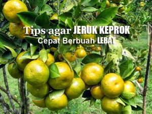 Tips Agar JERUK KEPROK Cepat Berbuah Banyak dan Lebat