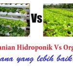 Pertanian HIDROPONIK vs ORGANIK – mana yang lebih baik ?