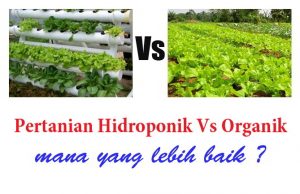 Mana Yang Lebih Sehat, Pertanian HIDROPONIK atau ORGANIK ?