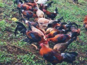 Cara TERNAK AYAM Kampung 