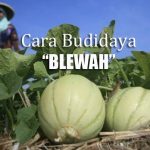 Cara Sukses Budidaya MENANAM BLEWAH Yang Baik Agar Menguntungkan